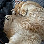 cat, sleeping, fluffy, orange, white, fur, bed, cozy, paws, curled_up, resting, cute, animal, pet, indoor, relaxed, closeup, mammal, whiskers, soft
