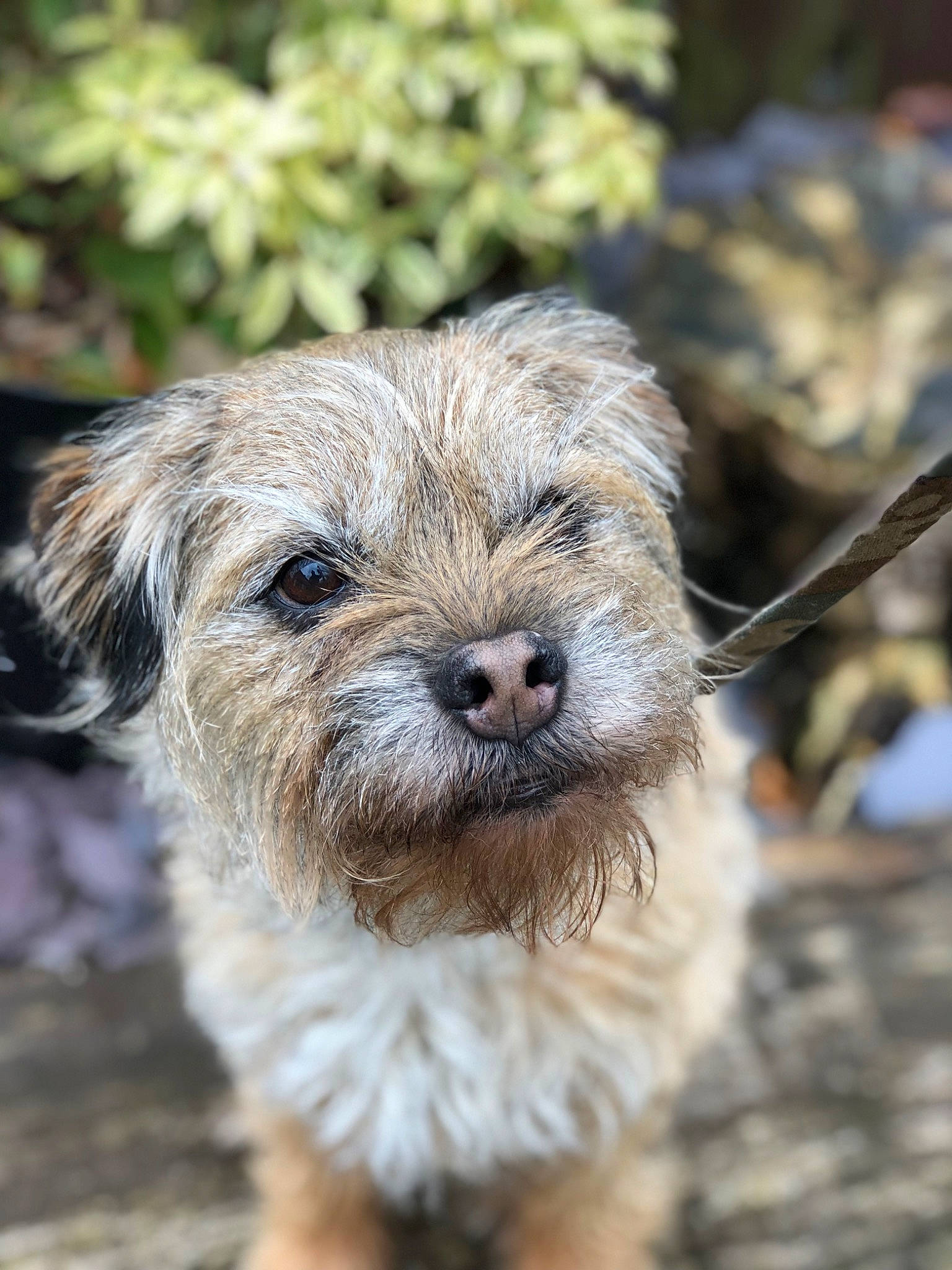 Jasper joined the competition — help win amazing prizes! canidae, carnivore, companion_dog, dog, dog_breed, fur, small_terrier, soil, sporting_group, terrestrial_animal, terrier, toy_dog, working_animal, working_terrier