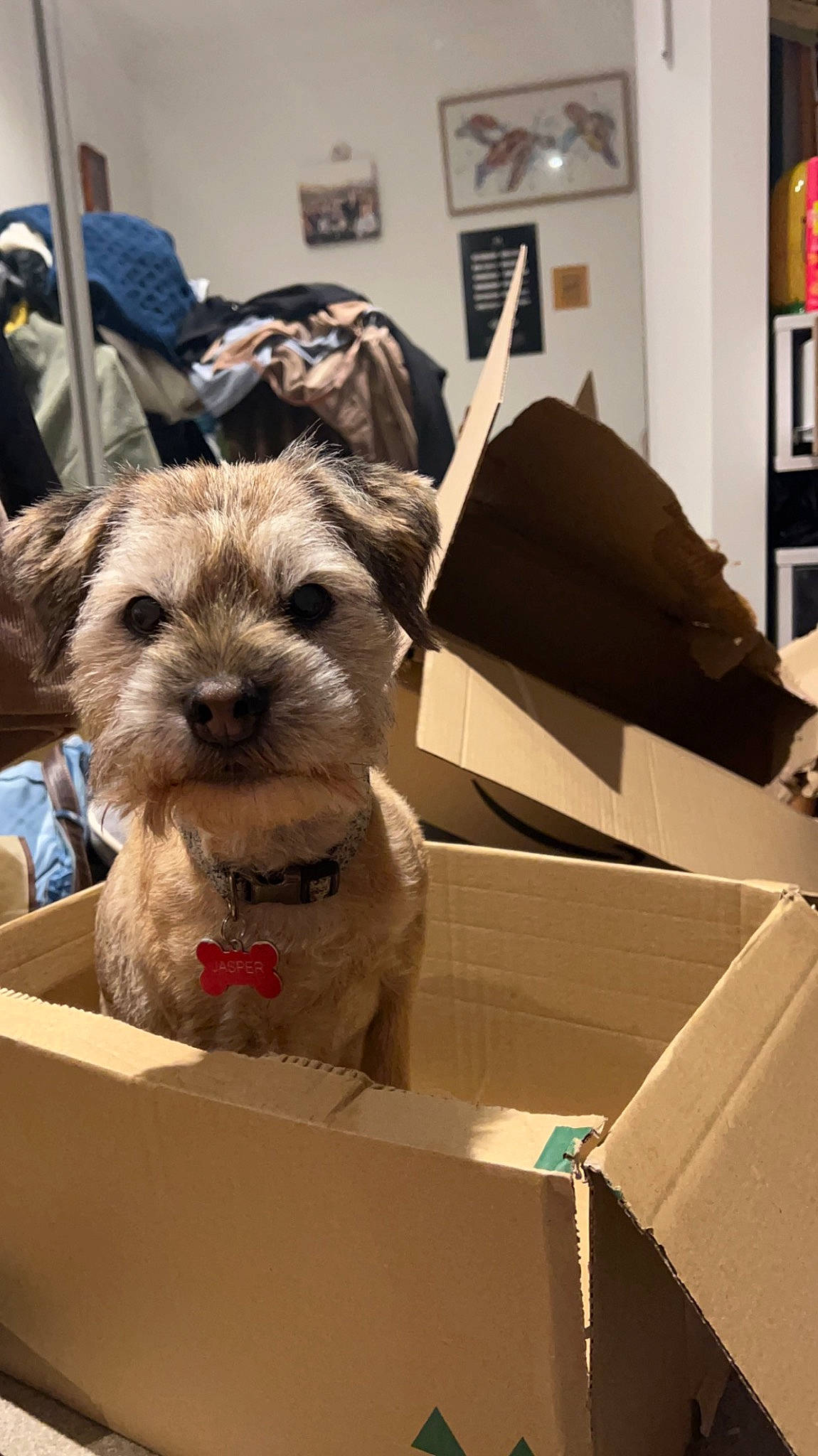 Jasper is registered to the contest to win money with this photo: box, cardboard, carnivore, carton, chair, collar, companion_dog, dog, dog_breed, dog_supply, event, fawn, fur, packaging_and_labeling, picture_frame, shipping_box, small_terrier, terrier, toy_dog, working_animal
