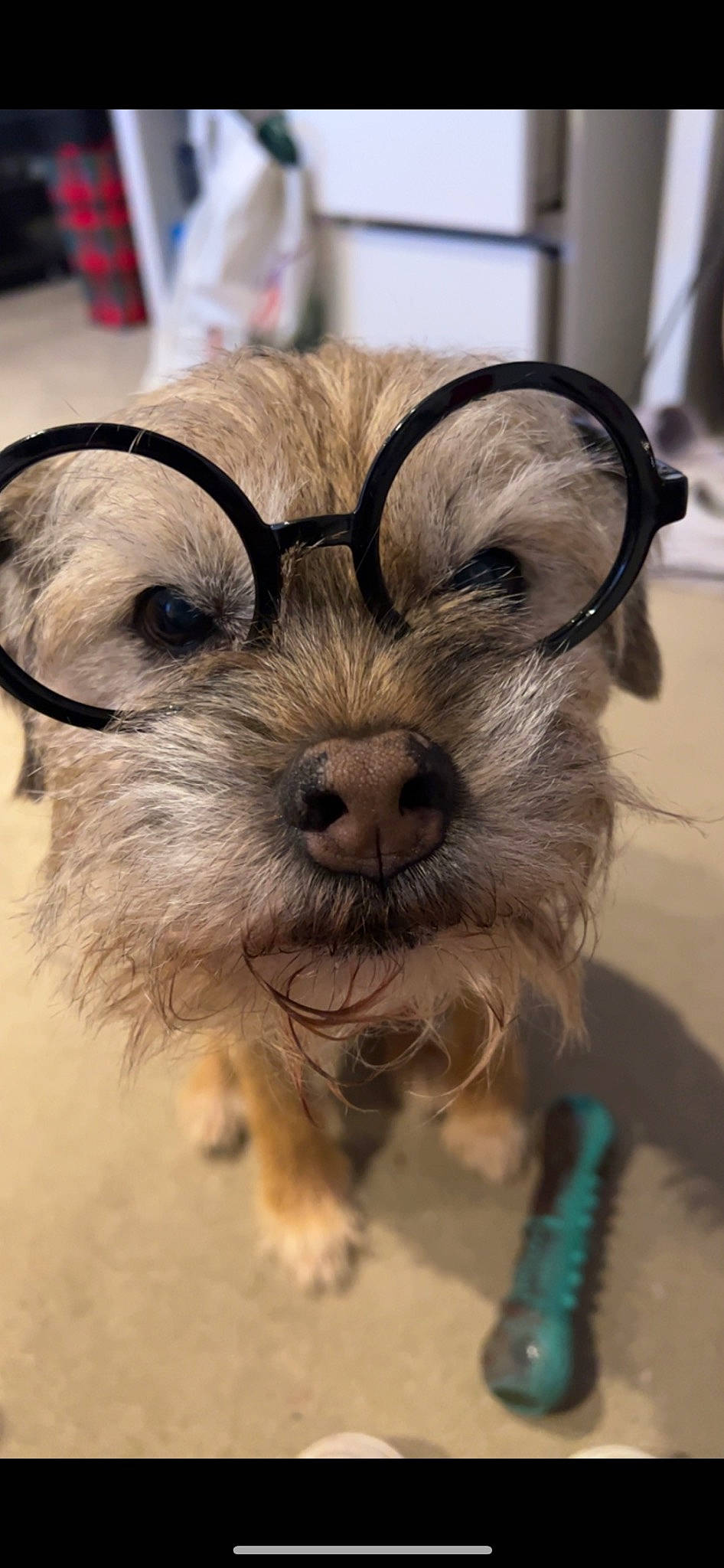 Jasper is registered to the contest to win money with this photo: biewer_terrier, canidae, carnivore, companion_dog, dog, dog_breed, dog_collar, dog_supply, fur, maltepoo, non_sporting_group, puppy, small_terrier, snout, sporting_group, terrestrial_animal, terrier, toy_dog, whiskers, working_animal