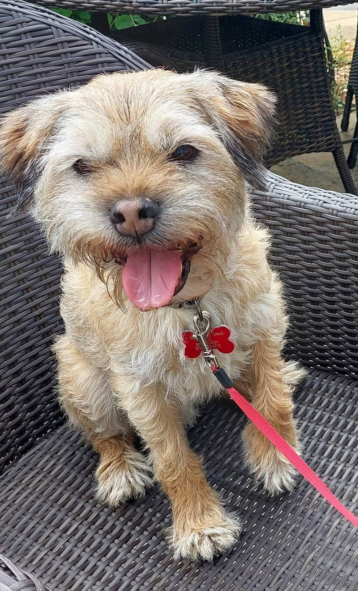 Jasper joined the competition — help win amazing prizes! carnivore, chair, collar, companion_dog, dog, dog_breed, dog_collar, fur, small_terrier, snout, sporting_group, terrier, toy_dog