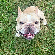 Peezy joined the competition — help win amazing prizes! dog, french_bulldog, grass, outdoor, pet, tongue_out, happy, animal, cute, ears, canine, mammal, snout, playful, greenery, nature, companion, friendly, fur, smiling