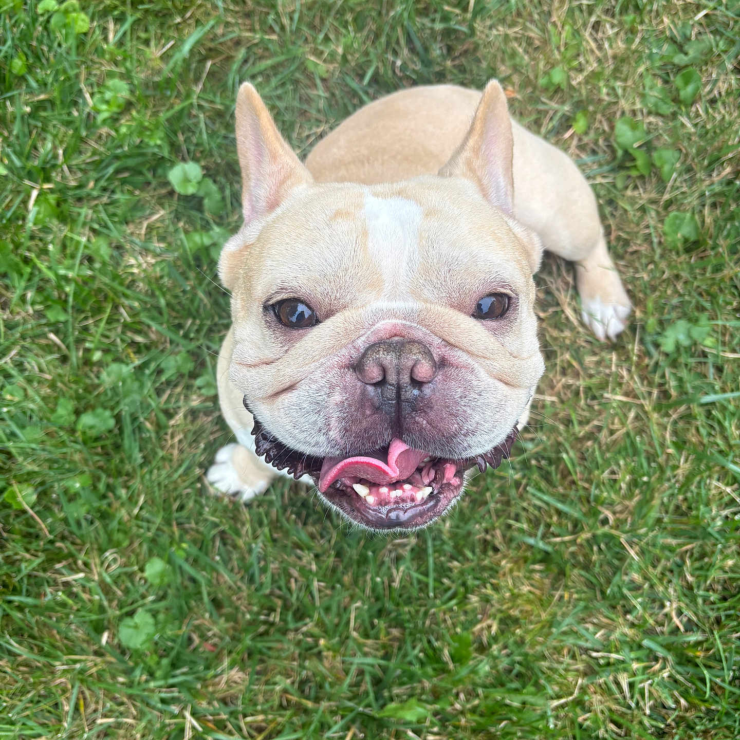 Peezy joined the competition — help win amazing prizes! animal, canine, companion, cute, dog, ears, french_bulldog, friendly, fur, grass, greenery, happy, mammal, nature, outdoor, pet, playful, smiling, snout, tongue_out