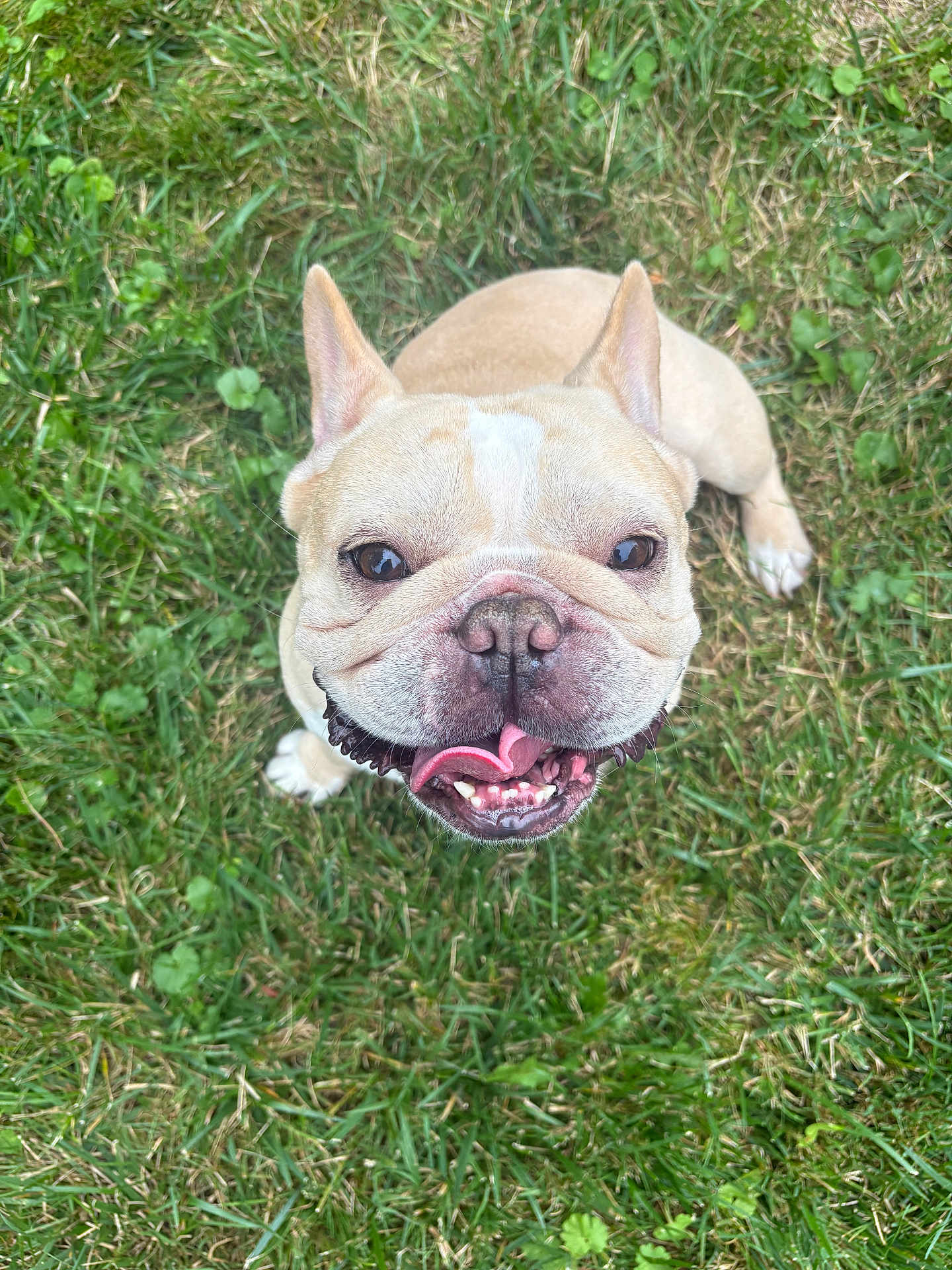 Peezy joined the competition — help win amazing prizes! dog, french_bulldog, grass, outdoor, pet, tongue_out, happy, animal, cute, ears, canine, mammal, snout, playful, greenery, nature, companion, friendly, fur, smiling