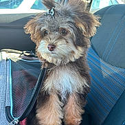 Hazel joined the competition — help win amazing prizes! animal, black, brown, car_seat, curious, cute, dog, fluffy, fur, hair_tie, indoors, pet_carrier, portrait, puppy, seat_belt, small_dog, transportation, white, window, zipper