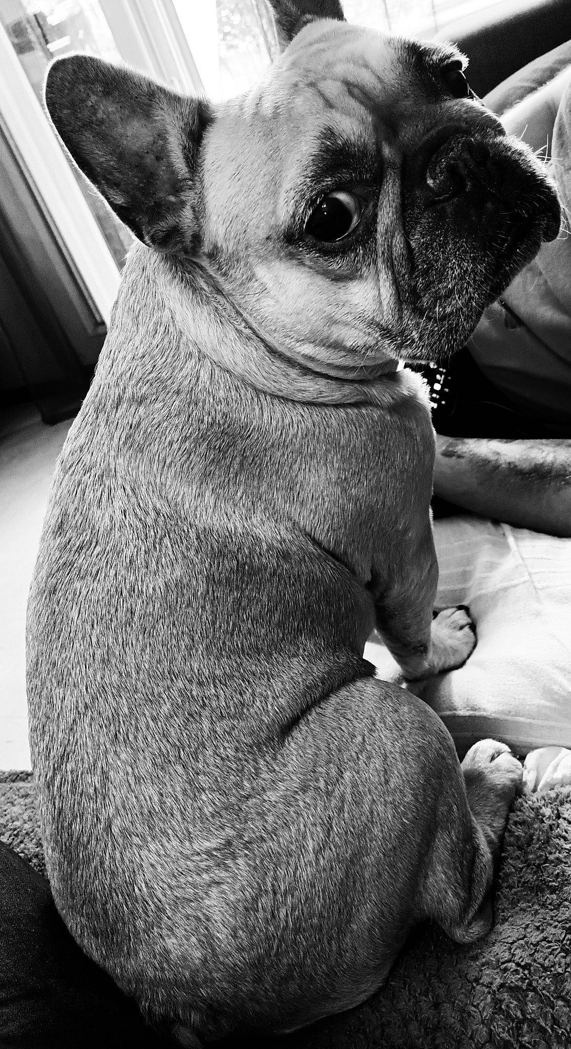 Jouna a rejoint le concours — aidez-le/la à gagner de superbes lots ! black, black_and_white, bulldog, carnivore, comfort, companion_dog, dog, dog_breed, ear, fawn, gesture, grey, mammal, style, toy_dog, vertebrate, whiskers, white, working_animal, wrinkle