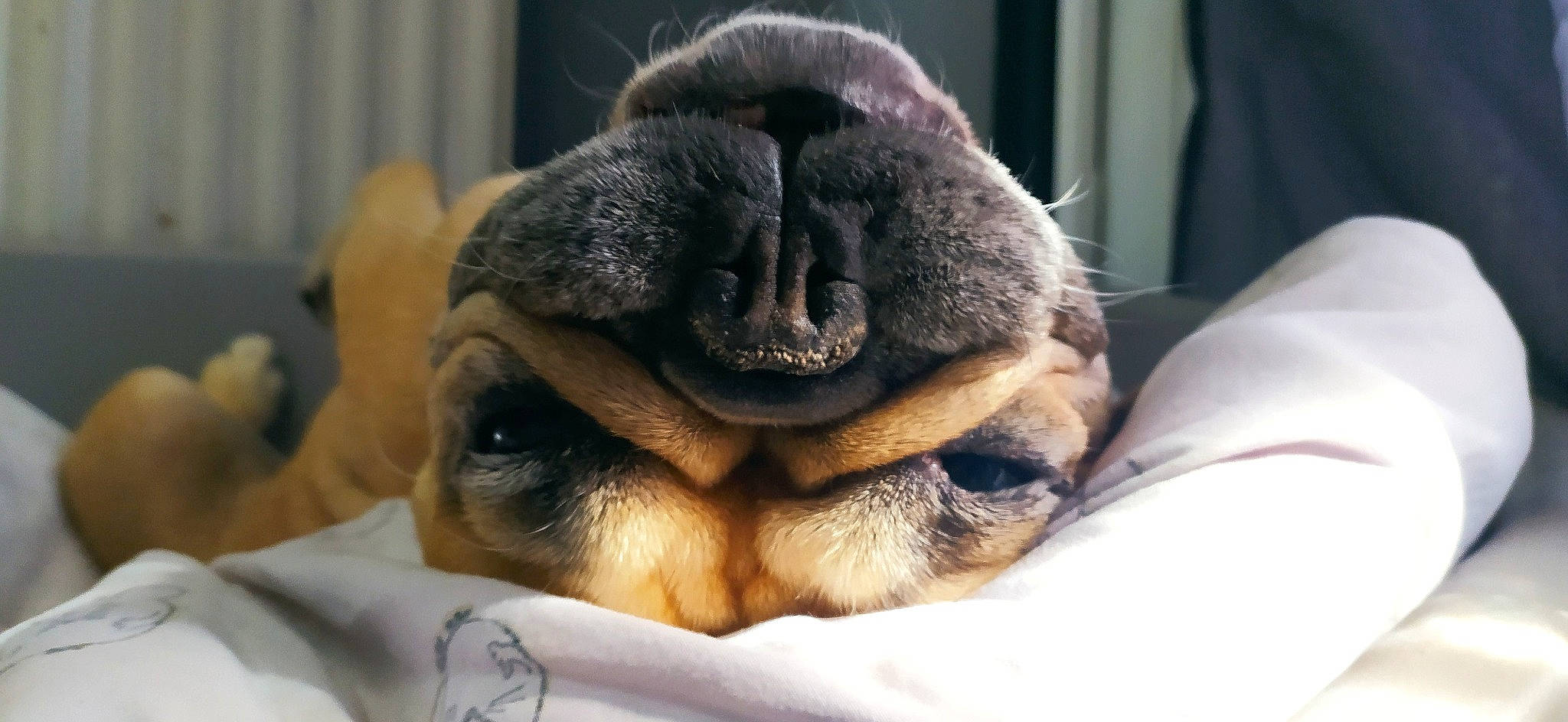 Jouna a rejoint le concours — aidez-le/la à gagner de superbes lots ! canidae, carnivore, claw, comfort, companion_dog, dog, dog_bed, dog_breed, ear, felidae, fur, linens, non_sporting_group, paw, pug, sporting_group, terrestrial_animal, toy_dog, whiskers, wrinkle