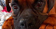 Percy a rejoint le concours — aidez-le/la à gagner de superbes lots ! dog, brown_dog, close_up, resting, paws, face, eyes, nose, fur, indoor, fabric, pattern, colorful_background, pet, animal, cute, portrait, canine, relaxed, cozy