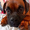 dog, brown_dog, close_up, resting, paws, face, eyes, nose, fur, indoor, fabric, pattern, colorful_background, pet, animal, cute, portrait, canine, relaxed, cozy
