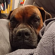 Percy participe au concours pour gagner de l'argent avec cette photo : dog, brown_dog, close_up, resting, blanket, cozy, sleepy, indoor, furniture, couch, pet, animal, muzzle, face, relaxing, soft_texture, home, domestic_animal, portrait, snout