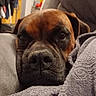 dog, brown_dog, close_up, resting, blanket, cozy, sleepy, indoor, furniture, couch, pet, animal, muzzle, face, relaxing, soft_texture, home, domestic_animal, portrait, snout