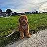 Maisie joined the competition — help win amazing prizes! dog, puppy, apricot_coat, curly_fur, fluffy, sitting, harness, leash, checkered_pattern, outdoor, countryside, grass, gravel_path, farm, house, trees, hills, landscape, sunset, portrait