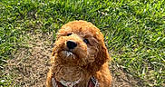Maisie is registered to the contest to win money with this photo: dog, puppy, fluffy, curly_fur, brown_fur, caramel_coat, outdoors, grass, sunlight, sitting, harness, leash, collar, medal, tag, pet, companion_animal, portrait, cute, park