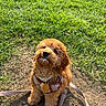 dog, puppy, fluffy, curly_fur, brown_fur, caramel_coat, outdoors, grass, sunlight, sitting, harness, leash, collar, medal, tag, pet, companion_animal, portrait, cute, park