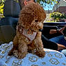 Maisie joined the competition — help win amazing prizes! dog, puppy, curly_fur, brown_fur, small_dog, pet, harness, gingham, collar, car, interior, driver, person, sunglasses, sunlight, window, neighborhood, blanket, paw_prints, portrait