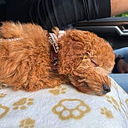 Maisie joined the competition — help win amazing prizes! dog, puppy, sleeping, curly_fur, apricot_fur, small_dog, pet, collar, harness, blanket, paw_prints, car, vehicle, passenger_seat, driver, outdoor, daylight, cozy, resting, portrait