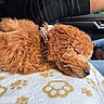 dog, puppy, sleeping, curly_fur, apricot_fur, small_dog, pet, collar, harness, blanket, paw_prints, car, vehicle, passenger_seat, driver, outdoor, daylight, cozy, resting, portrait