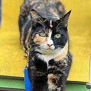 Taiga a rejoint le concours — aidez-le/la à gagner de superbes lots ! cat, calico_cat, pet, animal, stretching, green_eyes, chair, yellow, outdoor, colorful, furniture, leash, closeup, portrait, fur, whiskers, ears, tail, relaxing, domestic_animal