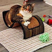 Bella joined the competition — help win amazing prizes! animal, cat, cozy, curved_object, cute, feline, floor, green_eyes, home, indoor, paws, pet, playtime, relaxed, rug, scratching_post, striped, tabby, toys, whiskers