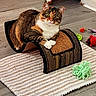 animal, cat, cozy, curved_object, cute, feline, floor, green_eyes, home, indoor, paws, pet, playtime, relaxed, rug, scratching_post, striped, tabby, toys, whiskers