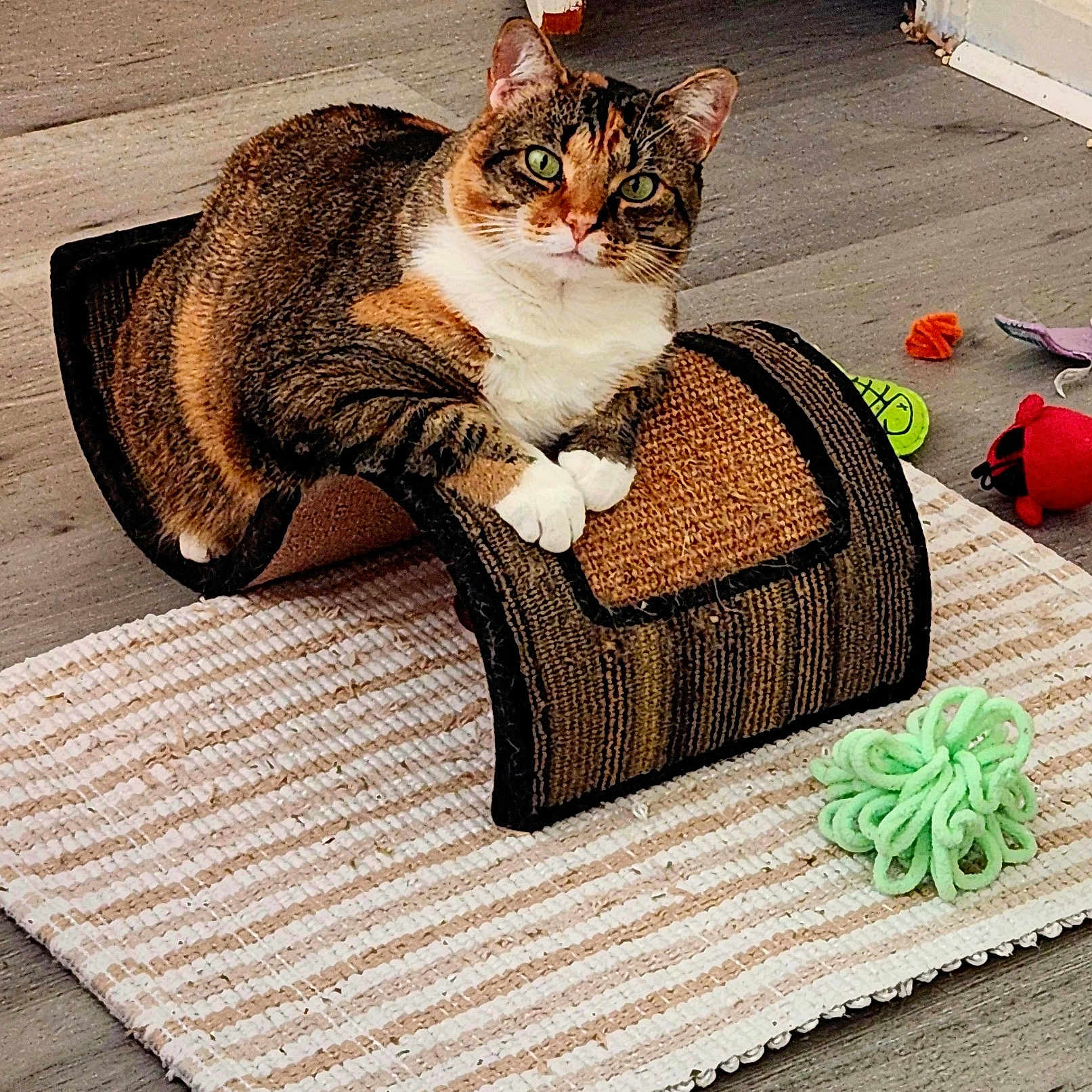 Bella