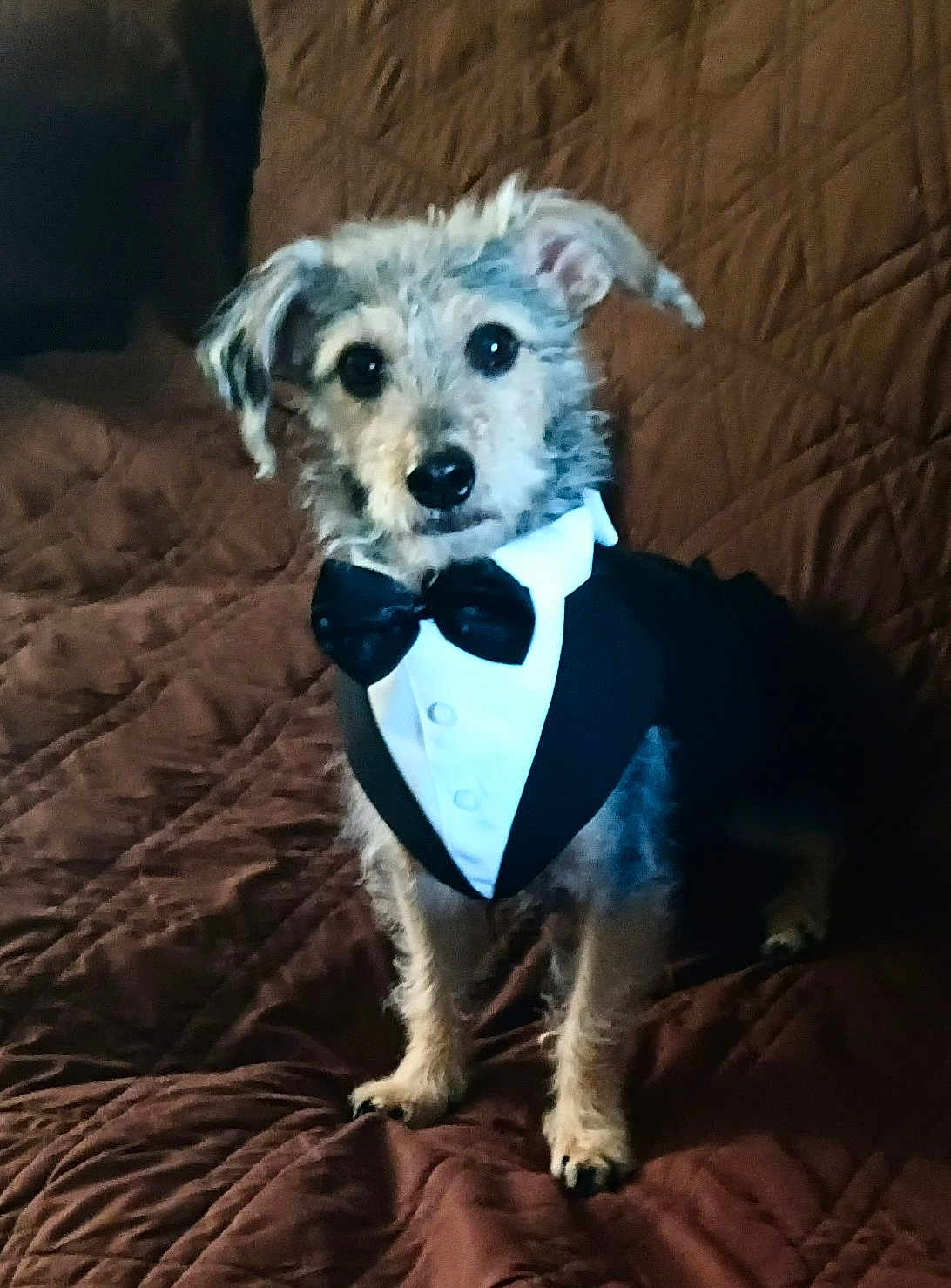 Geronimo Jack is registered to the contest to win money with this photo: dog, tuxedo, bow_tie, pet, animal, quilted_blanket, brown, fur, cute, portrait, indoor, small_dog, sitting, attentive, furry, domestic_animal, front_paws, ears, black_nose, eyes