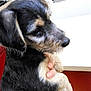 Geronimo Jack joined the competition — help win amazing prizes! dog, puppy, hand, indoor, animal, pet, furry, black, tan, closeup, face, ears, fur, holding, curious, veterinary, poster, background, calm, small