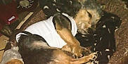 Geronimo Jack is registered to the contest to win money with this photo: dog, sleeping, pet_bed, blanket, white_shirt, indoor, cozy, brown, black, stars, moons, fur, small_dog, curled_up, resting, animal, cute, comfortable, relaxed, domestic