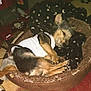 dog, sleeping, pet_bed, blanket, white_shirt, indoor, cozy, brown, black, stars, moons, fur, small_dog, curled_up, resting, animal, cute, comfortable, relaxed, domestic