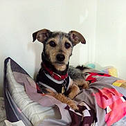 Geronimo Jack is registered to the contest to win money with this photo: dog, pet, collar, harness, blanket, bed, indoor, animal, cute, fur, ears, lying_down, looking_at_camera, resting, domestic_animal, canine, small_dog, comfort, paw, wall