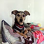 dog, pet, collar, harness, blanket, bed, indoor, animal, cute, fur, ears, lying_down, looking_at_camera, resting, domestic_animal, canine, small_dog, comfort, paw, wall