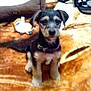 Geronimo Jack is registered to the contest to win money with this photo: puppy, dog, pet, animal, indoor, blanket, plush_toy, collar, brown, black, white, cute, sitting, fur, young, small, companion, toy, home, cozy
