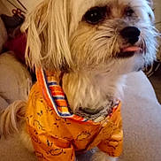 Harley joined the competition — help win amazing prizes! animal, carpet, companion, curly_hair, cute, dog, domestic_animal, ears, fluffy, friendly, furniture, furry, home, indoor, orange_jacket, pet, pet_clothing, sitting, small_dog, tongue_out