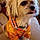 Harley
