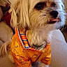 animal, carpet, companion, curly_hair, cute, dog, domestic_animal, ears, fluffy, friendly, furniture, furry, home, indoor, orange_jacket, pet, pet_clothing, sitting, small_dog, tongue_out