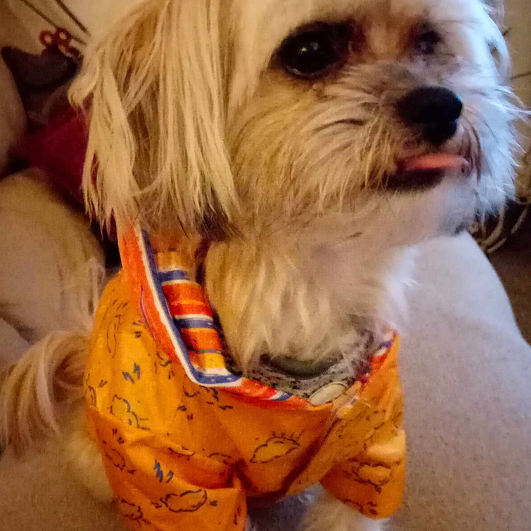 Harley joined the competition — help win amazing prizes! animal, carpet, companion, curly_hair, cute, dog, domestic_animal, ears, fluffy, friendly, furniture, furry, home, indoor, orange_jacket, pet, pet_clothing, sitting, small_dog, tongue_out