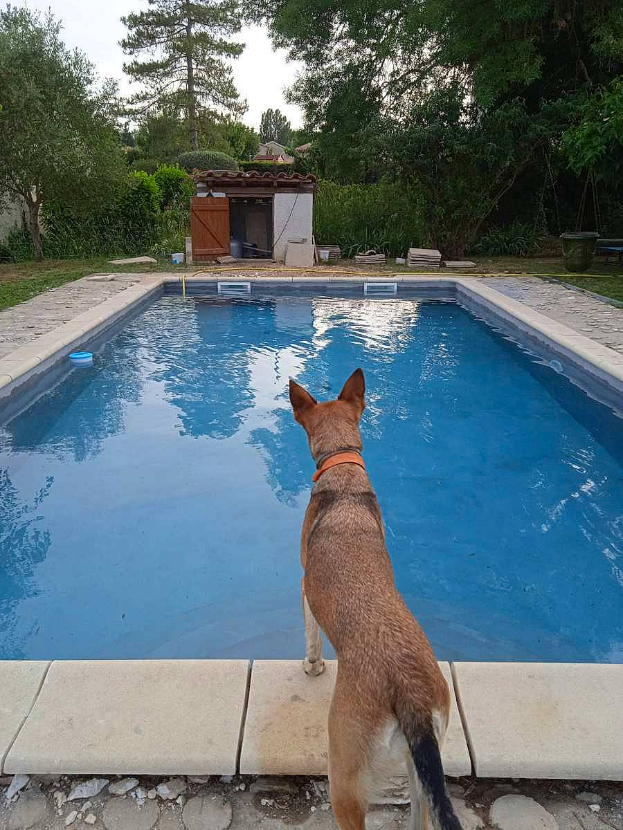 Kyra participe au concours pour gagner de l'argent avec cette photo : carnivore, collar, companion_dog, composite_material, dog, dog_breed, fawn, felidae, flagstone, grass, leisure, outdoor_furniture, plant, rectangle, sky, summer, swimming_pool, tail, tree, water