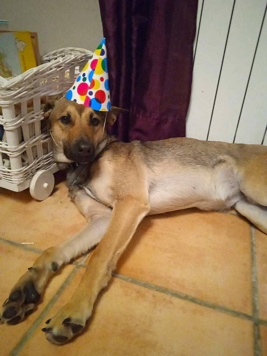 Kyra participe au concours pour gagner de l'argent avec cette photo : canidae, carnivore, collar, companion_dog, dog, dog_breed, dog_supply, fawn, fur, non_sporting_group, paw, pet_supply, shipping_box, snout, sporting_group, tail, terrestrial_animal, toy_dog, wood, working_animal