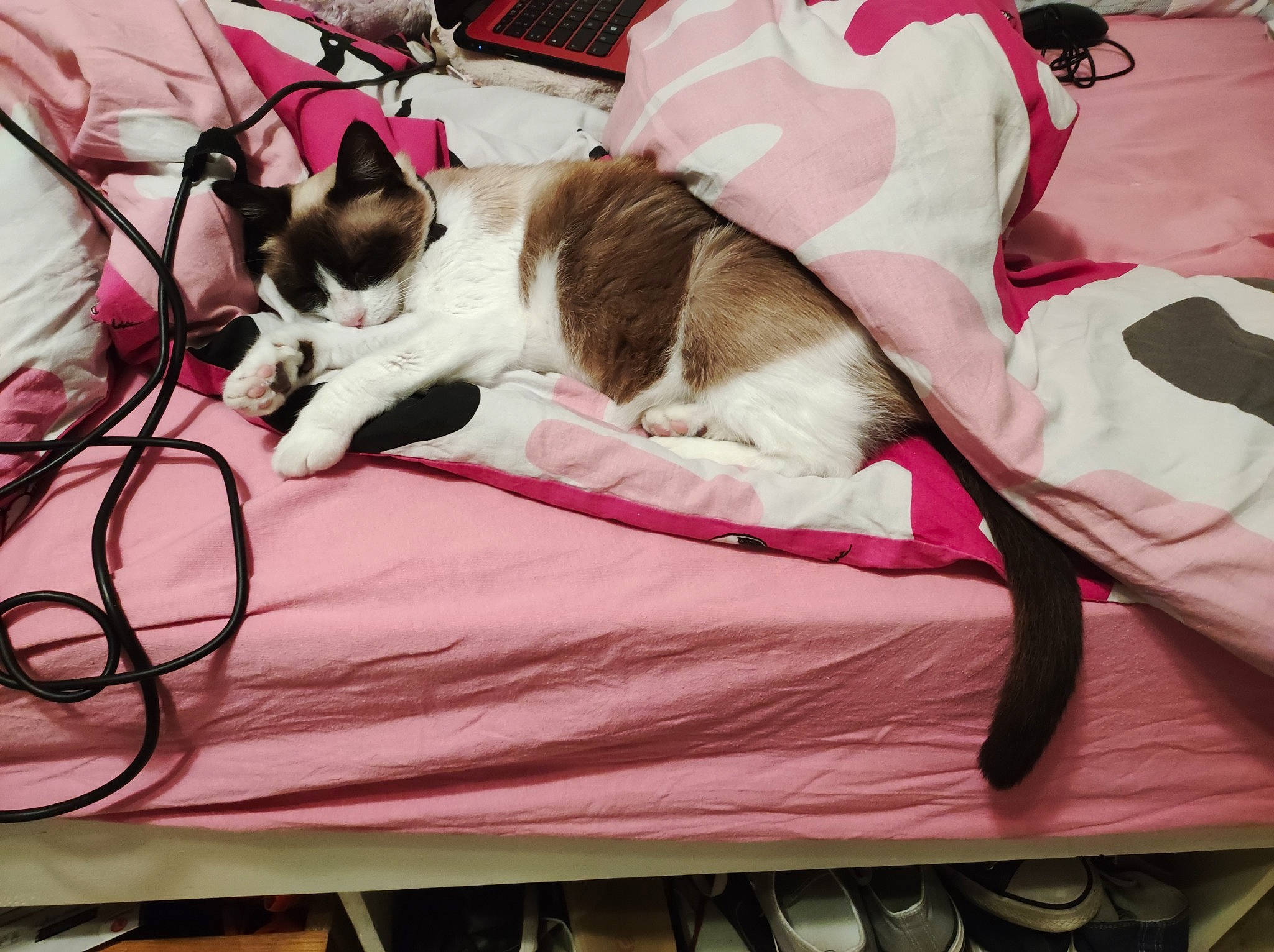 Clochette a rejoint le concours — aidez-le/la à gagner de superbes lots ! bed, bedding, canidae, carnivore, cat, comfort, companion_dog, domestic_short_haired_cat, event, fawn, felidae, fur, lap, linens, magenta, pink, small_to_medium_sized_cats, tail, textile, whiskers