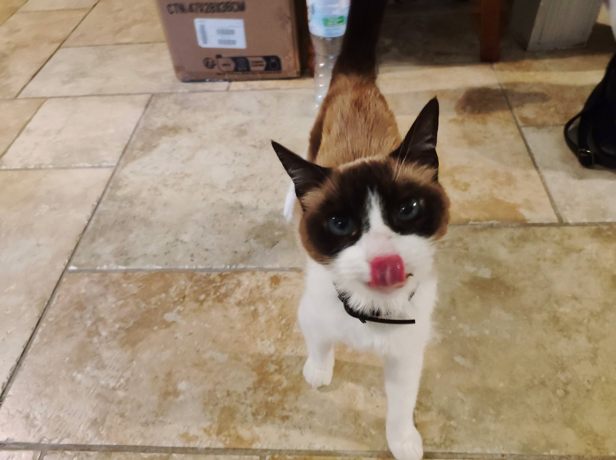 Clochette participe au concours pour gagner de l'argent avec cette photo : canidae, carnivore, cat, dog_breed, domestic_short_haired_cat, eye, felidae, flooring, foot, fur, hardwood, paw, photo_caption, small_to_medium_sized_cats, snout, tail, tile_flooring, whiskers