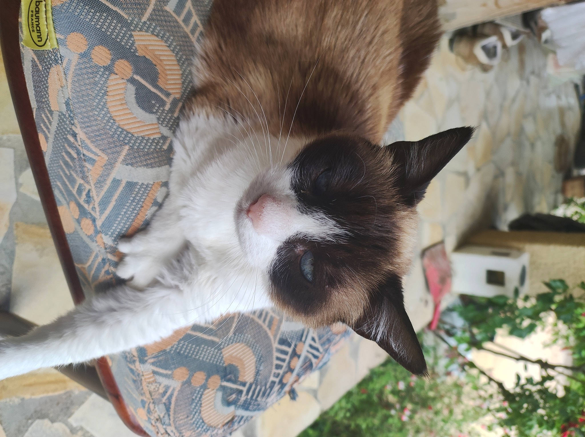 Clochette a rejoint le concours — aidez-le/la à gagner de superbes lots ! carnivore, cat, claw, comfort, couch, domestic_short_haired_cat, felidae, fur, paw, plant, small_to_medium_sized_cats, tail, terrestrial_animal, whiskers