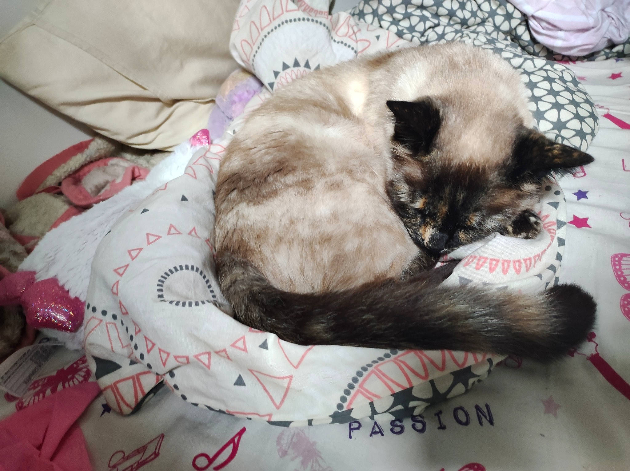 Mia a rejoint le concours — aidez-le/la à gagner de superbes lots ! carnivore, cat, cat_bed, cat_supply, claw, comfort, domestic_short_haired_cat, fawn, felidae, fur, linens, nap, paw, serveware, siamese, small_to_medium_sized_cats, tableware, tail, thai, whiskers