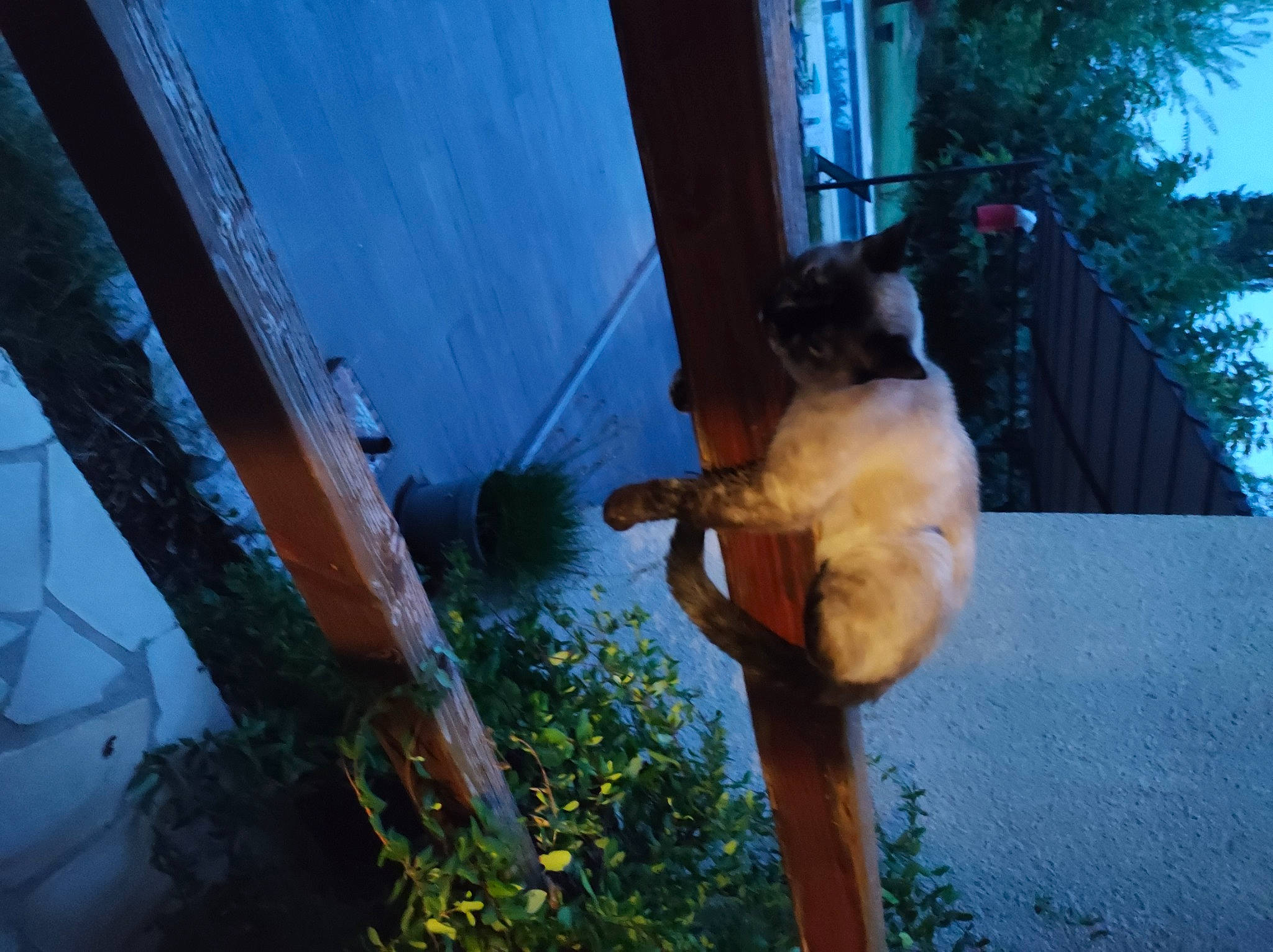 Mia participe au concours pour gagner de l'argent avec cette photo : canidae, carnivore, cat, companion_dog, dog_breed, fawn, felidae, fur, grass, plant, shadow, sky, small_to_medium_sized_cats, sporting_group, tail, tints_and_shades, tree, whiskers, wildlife, wood