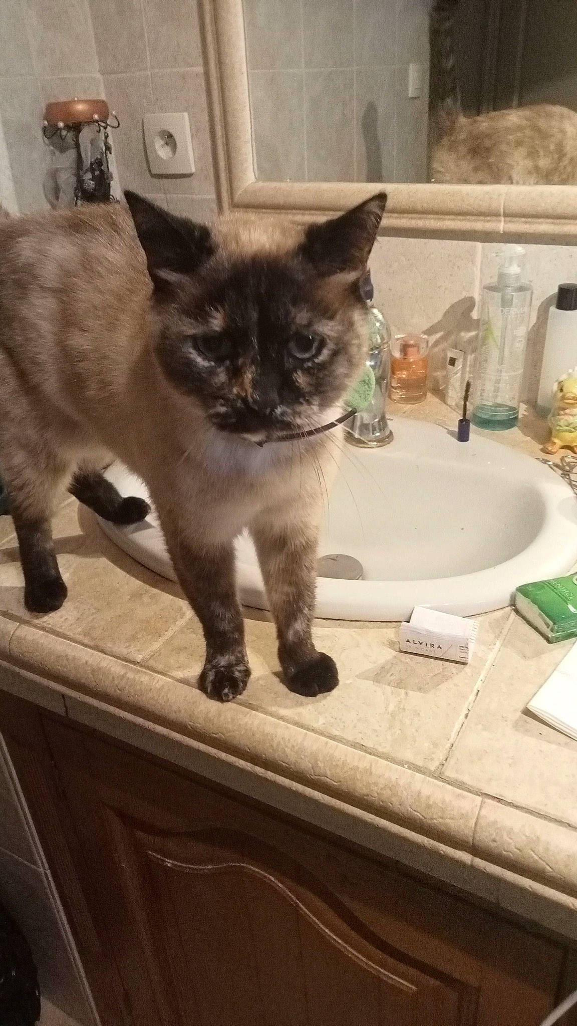 Mia participe au concours pour gagner de l'argent avec cette photo : bathroom, bathroom_sink, carnivore, cat, ceramic, domestic_short_haired_cat, felidae, fluid, fur, liquid, plumbing, plumbing_fitting, plumbing_fixture, sink, small_to_medium_sized_cats, snout, tail, tap, terrestrial_animal, whiskers