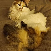 Mina participe au concours pour gagner de l'argent avec cette photo : cat, calico, fluffy, tail, blanket, indoor, pet, fur, resting, cozy, animal, mammal, whiskers, ears, relaxed, cute, feline, home, soft, bed