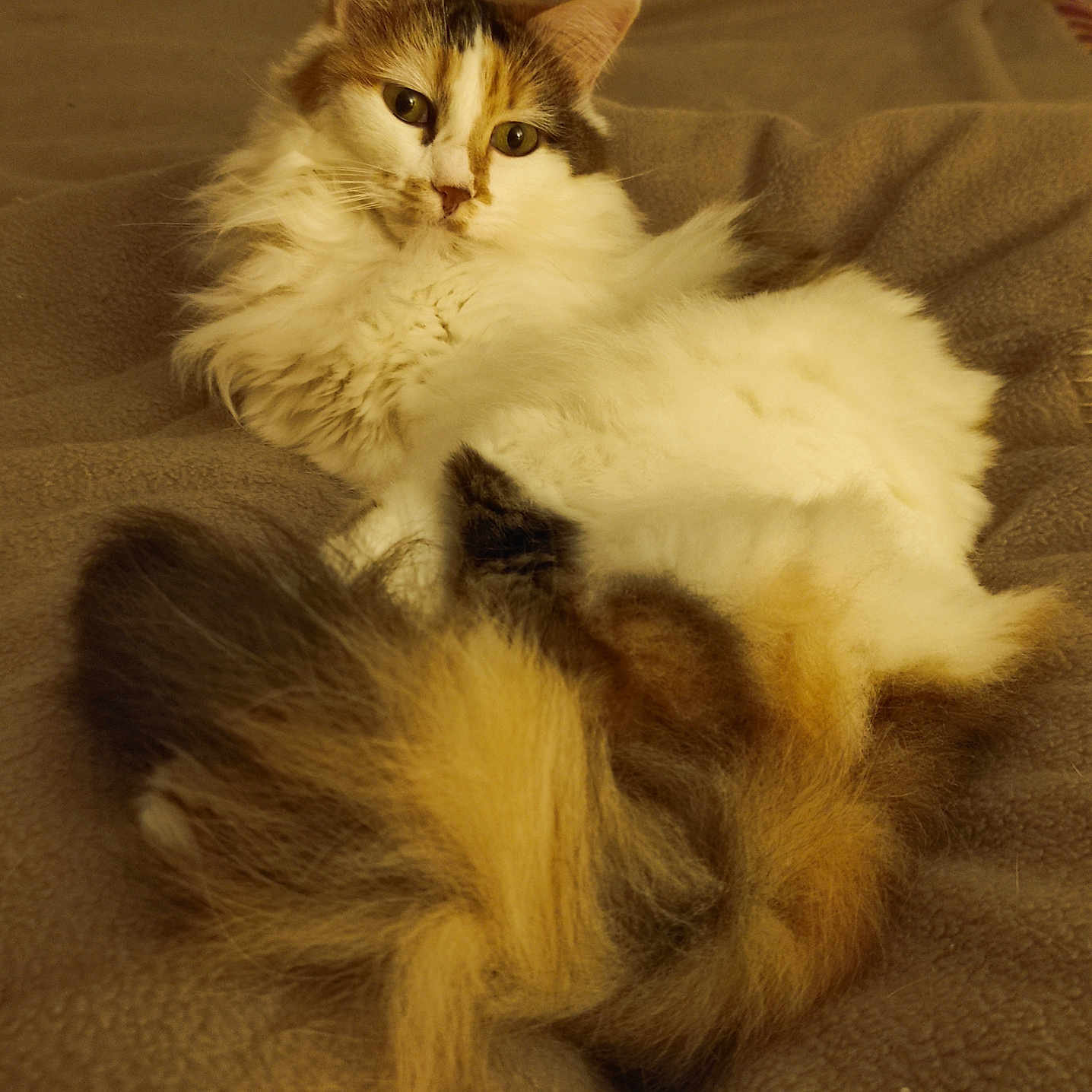 Mina participe au concours pour gagner de l'argent avec cette photo : animal, bed, blanket, calico, cat, cozy, cute, ears, feline, fluffy, fur, home, indoor, mammal, pet, relaxed, resting, soft, tail, whiskers