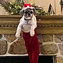 dog, santa_hat, christmas_stocking, fireplace, holiday_decor, festive, mantle, greenery, lights, stone_wall, indoor, pet, cute, holiday, christmas, decorations, animal, small_dog, winter, seasonal