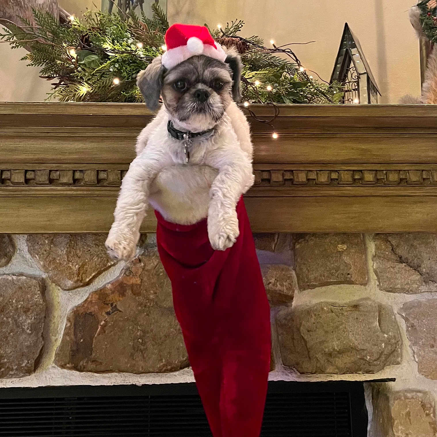 Ace joined the competition — help win amazing prizes! animal, christmas, christmas_stocking, cute, decorations, dog, festive, fireplace, greenery, holiday, holiday_decor, indoor, lights, mantle, pet, santa_hat, seasonal, small_dog, stone_wall, winter