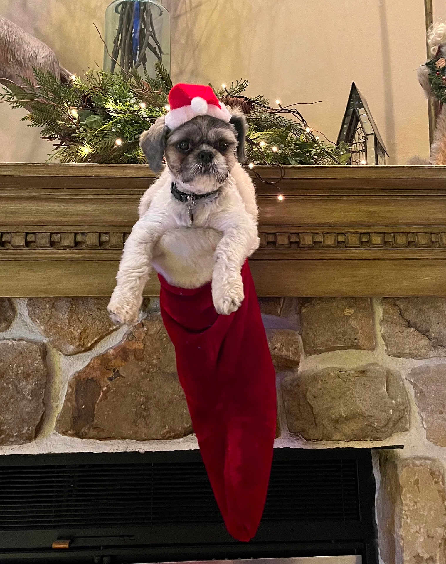 Ace joined the competition — help win amazing prizes! dog, santa_hat, christmas_stocking, fireplace, holiday_decor, festive, mantle, greenery, lights, stone_wall, indoor, pet, cute, holiday, christmas, decorations, animal, small_dog, winter, seasonal