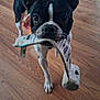 Bowser joined the competition — help win amazing prizes! dog, boston_terrier, pet, indoor, wooden_floor, animal, black_and_white, ears, mouth, toy, curious, looking_at_camera, floor, domestic, canine, standing, playful, house, companion, cute